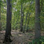 Atelier Mille-Pertuis en forêt
