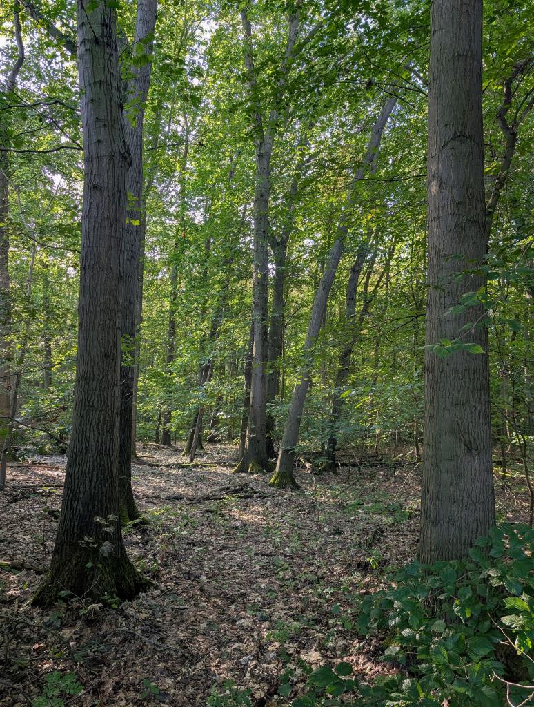 Atelier Mille-Pertuis en forêt