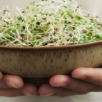 Atelier pratique Graines Germées