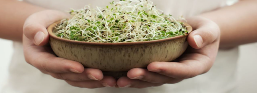 Atelier pratique Graines Germées